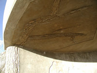 raptor observatory