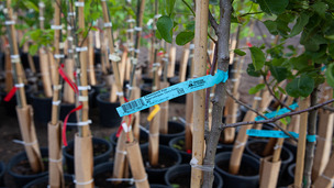 Spotlight image: Rooted in Community Tree Sale