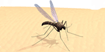 West Nile Season is Here – Wear Repellent