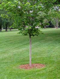 Elm with mulch
