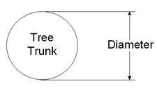 Tree Trunk Diameter