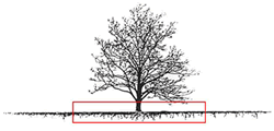 Tree Roots