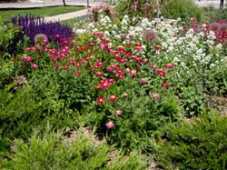 Xeriscaping