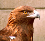 Golden eagle by National Park Service