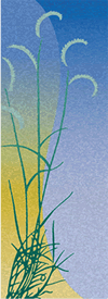 grasses