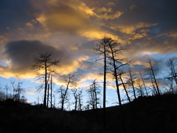 Trees at Sunset on Bobcat Ridge