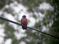 Woodpecker