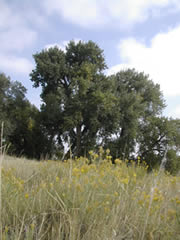Tree and field
