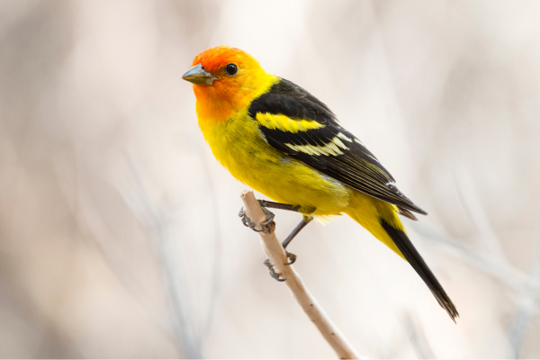 a Western Tanager