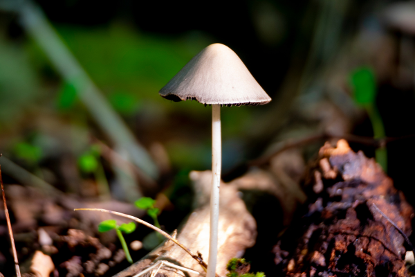 mushroom in the forest