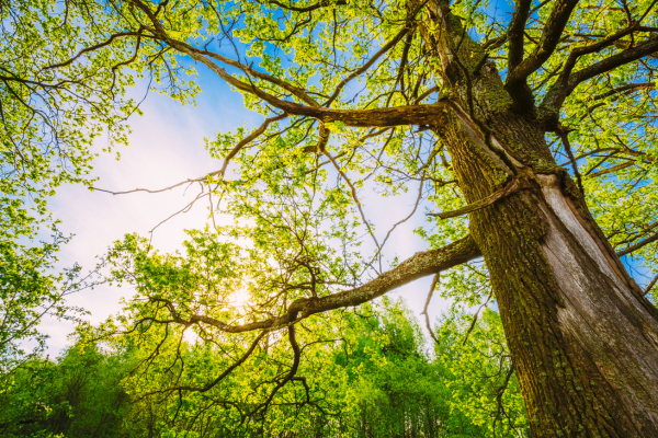 Oak Trees