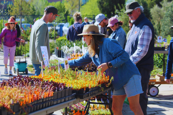 spring plant sale