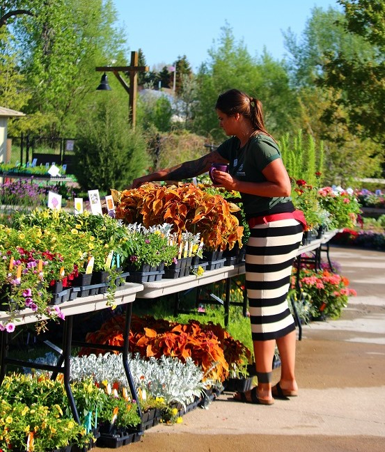 woman shopping annuals at plant sale