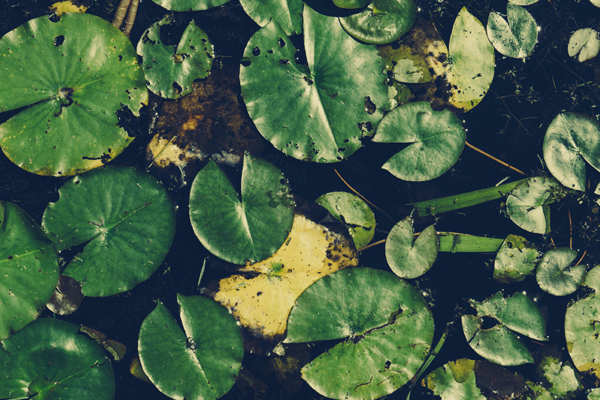 lily pads in a pond