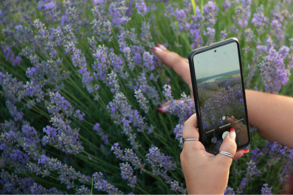 smartphone taking photo of flowers