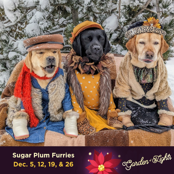 Sugar Plum Furries