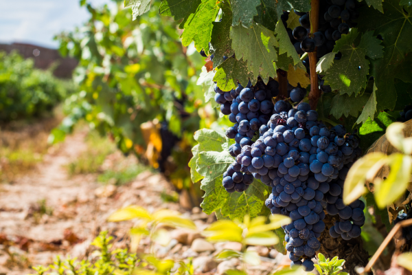 Wine Grapes Growing