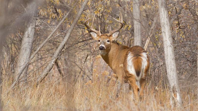 are dogs allowed at running deer natural area