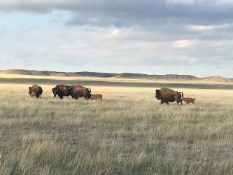 bison herd