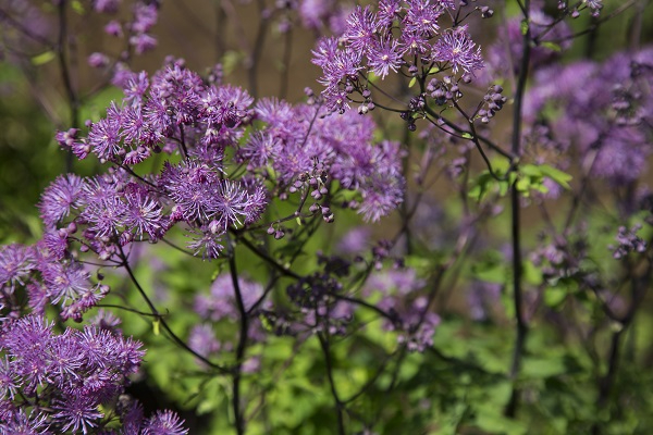 Purple flowering plant