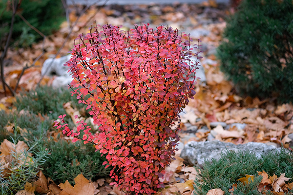 red leafed plant