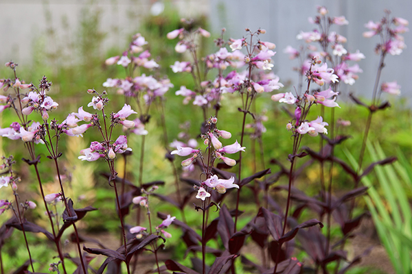 small purple and white flowers on a dark brown stem