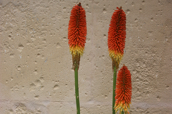 red spikey plant