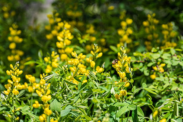 small yellow flowers