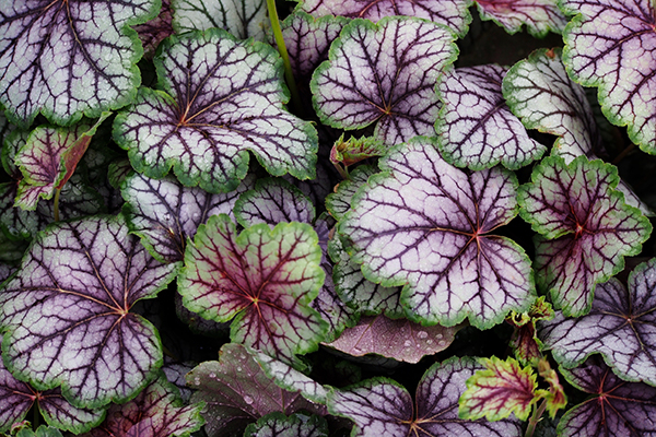 green and purple leaves