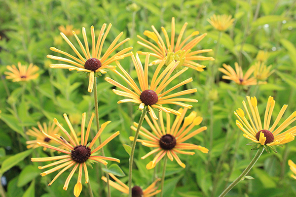 yellow flowers with brown center