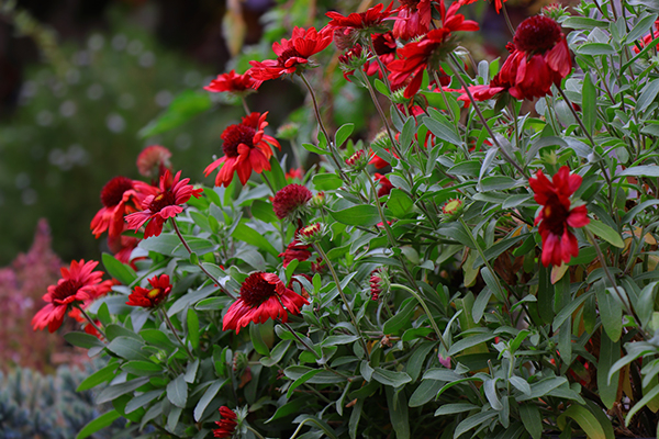 red flowering plant