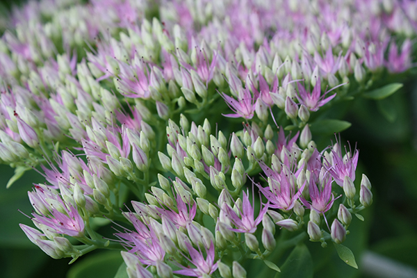 small purple and light green flowering plant