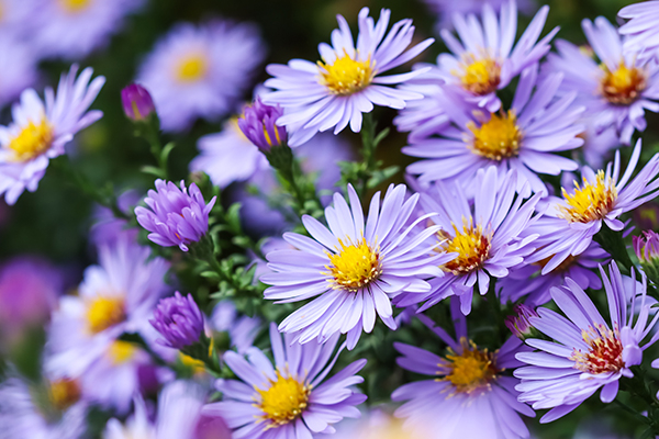 light purple flowers with yellow center