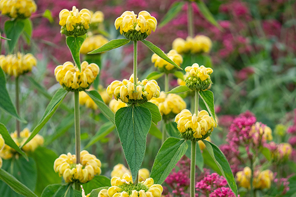 tall plant with yellow flowers