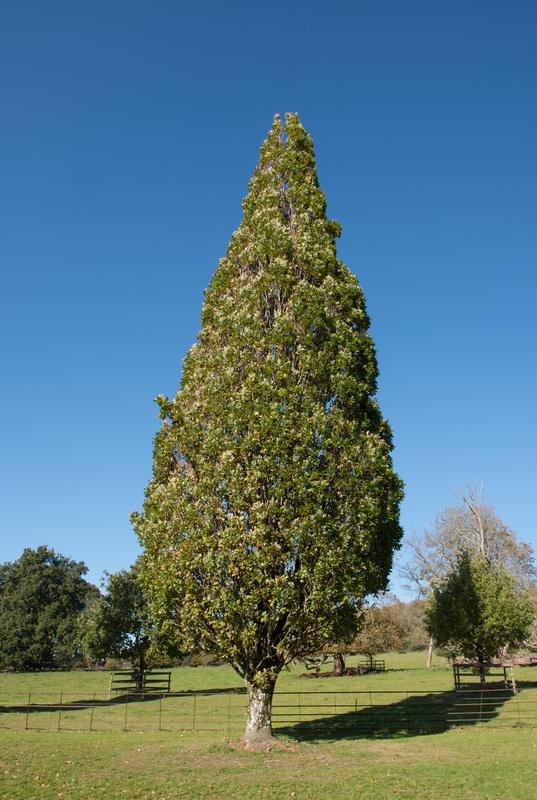 quercus robur