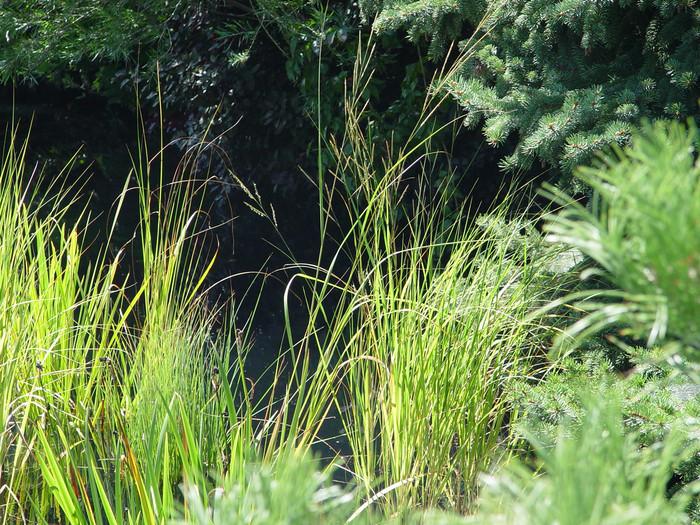 spartina pectinata prairie cordgrass