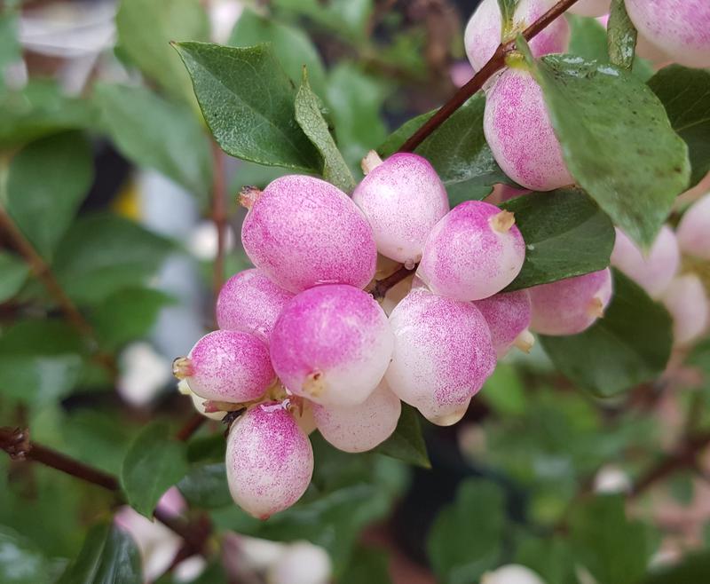 Candy™ Coralberry - Plant Guide