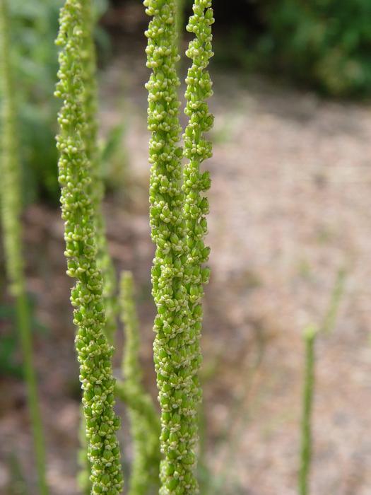 Triglochin Maritima Seaside Arrowgrass City Of Fort Collins