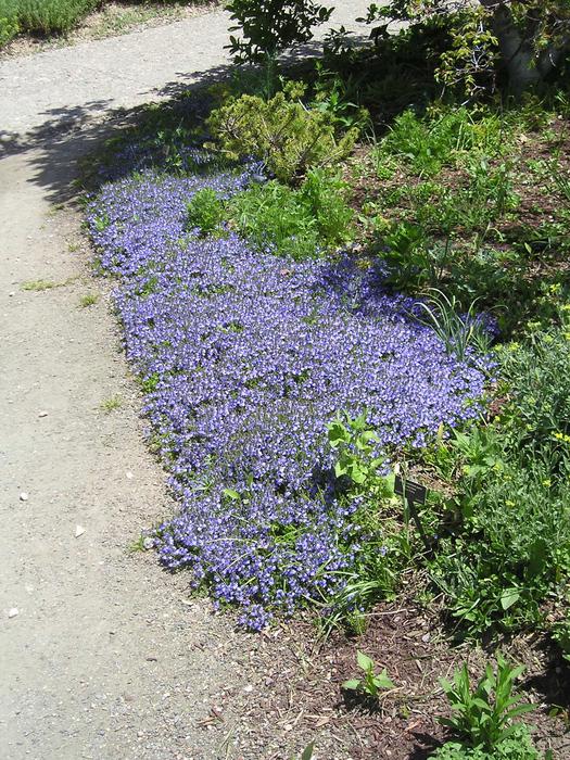 Veronica 'Reavis' (Crystal River® veronica) - City of Fort Collins