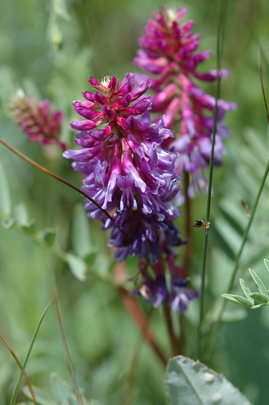 Astragalus bisulcatus var. bisulcatus (two-grooved milkvetch) - City of ...