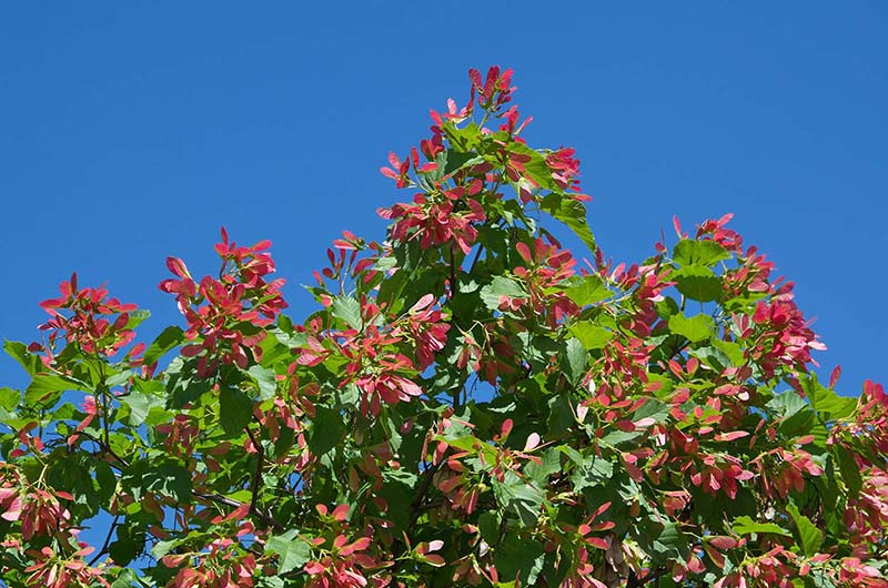 Acer tataricum (Tatarian maple) - City of Fort Collins