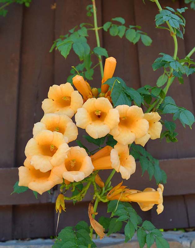 Campsis radicans f. flava (yellow trumpet vine/creeper) - City of Fort ...