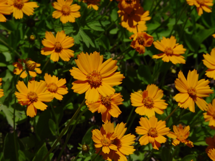 Coreopsis auriculata 'Nana' (Nana dwarf fluted tickseed) - City of Fort ...