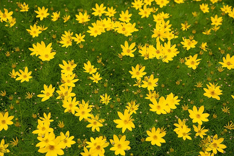 Coreopsis verticillata 'Zagreb' (Zagreb threadleaf tickseed) - City of ...