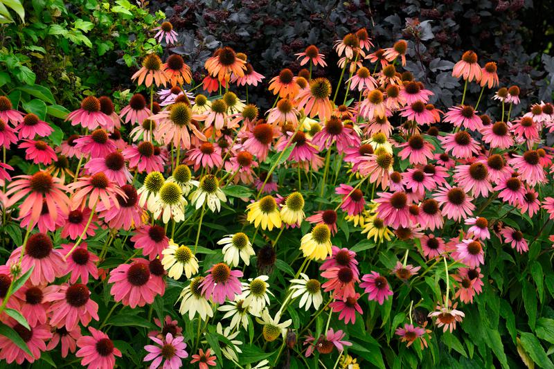 Echinacea 'Sunrise' (Big Sky Sunrise® coneflower) - City of Fort Collins