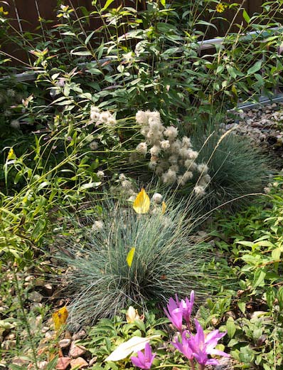 Festuca idahoensis ‘Siskiyou Blue’ (Siskiyou Blue Idaho fescue) - City