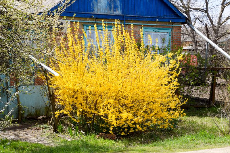 Forsythia Koreana Kumson Forsythia City Of Fort Collins