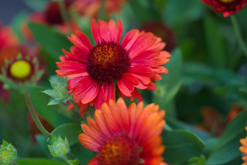 Gaillardia x grandiflora 'Burgunder' (Burgunder blanket flower) - City ...