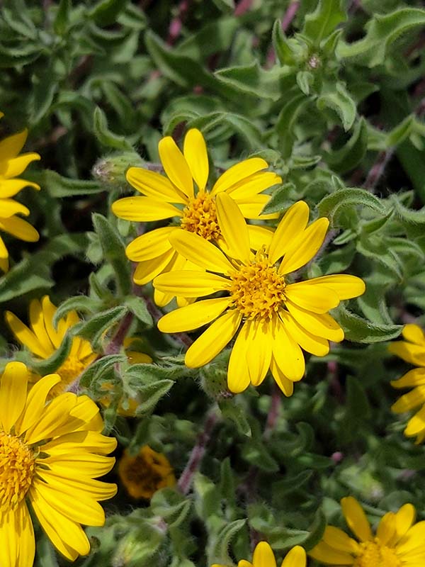 Heterotheca villosa (hairy goldenaster) - City of Fort Collins