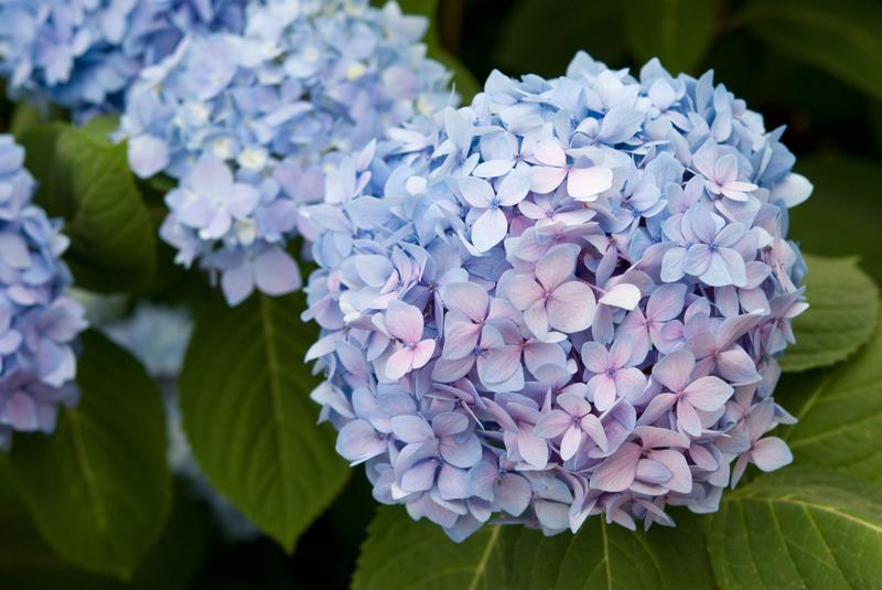 Image of Mophead hydrangea (Hydrangea macrophylla) image